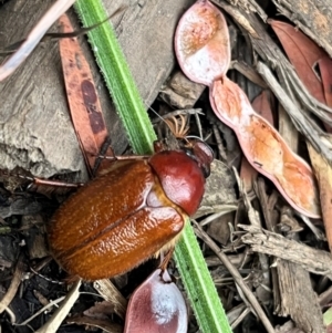 Antitrogus morbillosus at Weetangera, ACT - 11 Dec 2023