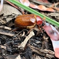 Antitrogus morbillosus at Weetangera, ACT - suppressed