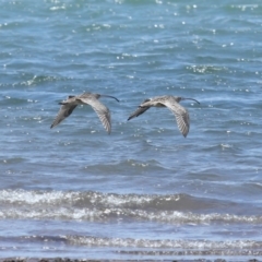 Numenius madagascariensis (Eastern Curlew) at Wellington Point, QLD - 10 Dec 2023 by TimL