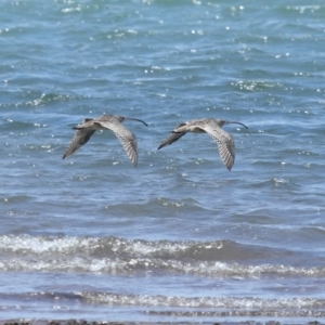 Numenius madagascariensis at Wellington Point, QLD - 10 Dec 2023