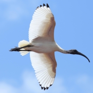 Threskiornis molucca at Wellington Point, QLD - 10 Dec 2023