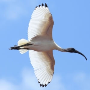 Threskiornis molucca at Wellington Point, QLD - 10 Dec 2023 11:41 AM