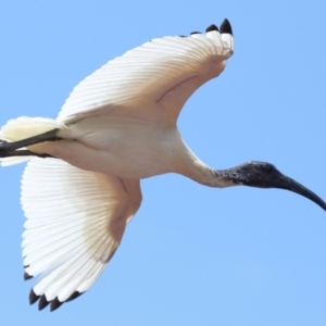 Threskiornis molucca at Wellington Point, QLD - 10 Dec 2023 11:41 AM