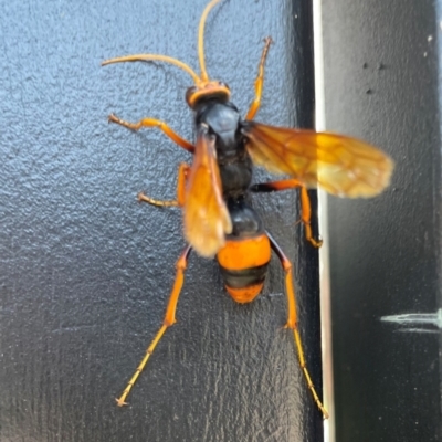 Cryptocheilus sp. (genus) (Spider wasp) at Malua Bay, NSW - 9 Dec 2023 by PeterA