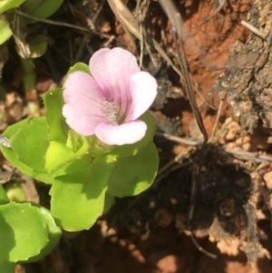 Gratiola peruviana (Australian Brooklime) at Lower Borough, NSW by mcleana