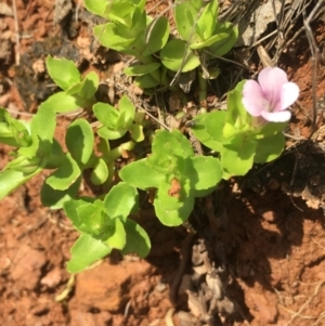 Gratiola peruviana at Lower Borough, NSW - 9 Dec 2023