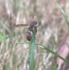 Ropalidia plebeiana (Small brown paper wasp) at Aranda, ACT - 11 Dec 2023 by Jubeyjubes