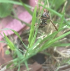 Ropalidia plebeiana at Aranda, ACT - 11 Dec 2023