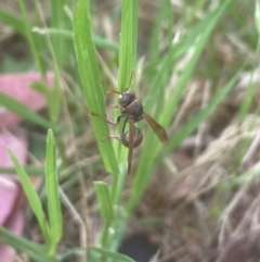 Ropalidia plebeiana at Aranda, ACT - 11 Dec 2023