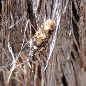 Unidentified Moth (Lepidoptera) at suppressed by Trevor