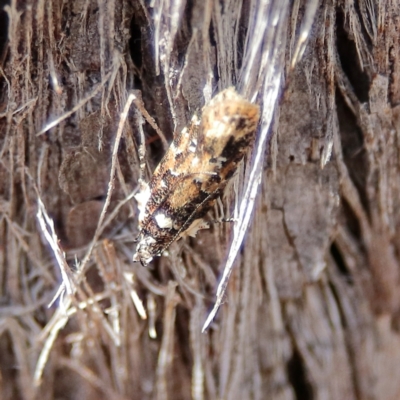 Ardozyga sodalisella (A Gelechioid moth) at Higgins Woodland - 7 Dec 2023 by MichaelWenke