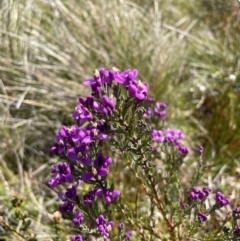 Comesperma retusum (Mountain Milkwort) at Rendezvous Creek, ACT - 4 Dec 2023 by nath_kay