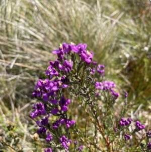 Comesperma retusum at Namadgi National Park - 4 Dec 2023