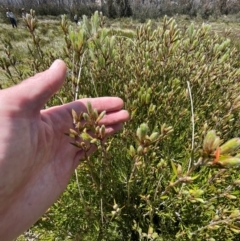 Epacris paludosa (Alpine Heath) at Namadgi National Park - 4 Dec 2023 by nath_kay