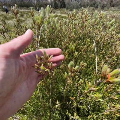 Epacris paludosa (Alpine Heath) at Namadgi National Park - 4 Dec 2023 by nath_kay