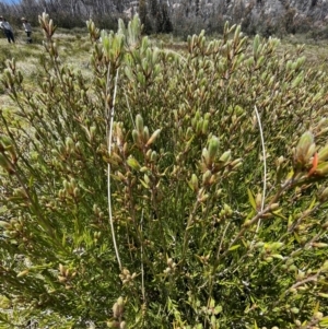 Epacris paludosa at Namadgi National Park - 4 Dec 2023