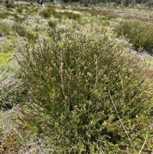 Epacris paludosa at Namadgi National Park - 4 Dec 2023 12:09 PM