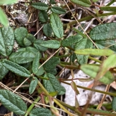 Grona varians (Slender Tick-Trefoil) at QPRC LGA - 10 Dec 2023 by Wandiyali