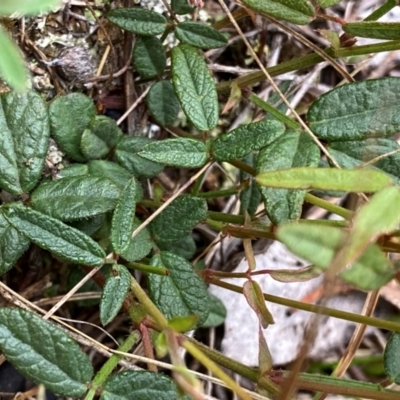 Grona varians (Slender Tick-Trefoil) at QPRC LGA - 10 Dec 2023 by Wandiyali