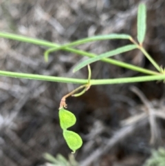 Grona varians at Wandiyali-Environa Conservation Area - suppressed