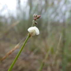 Grona varians at Wandiyali-Environa Conservation Area - suppressed