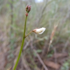 Grona varians at Wandiyali-Environa Conservation Area - suppressed