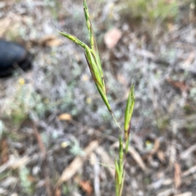 Cymbopogon refractus (Barbed-wire Grass) at Googong, NSW - 10 Dec 2023 by Wandiyali