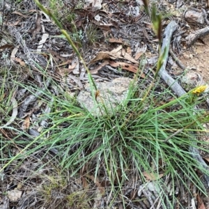 Cymbopogon refractus at QPRC LGA - 11 Dec 2023