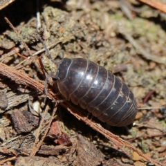 Armadillidium vulgare (Slater bug, woodlouse, pill bug, roley poley) at Higgins, ACT - 6 Dec 2023 by Trevor