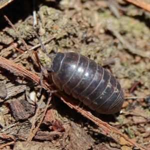 Armadillidium vulgare at Higgins Woodland - 7 Dec 2023 10:12 AM