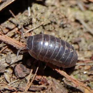 Armadillidium vulgare at Higgins Woodland - 7 Dec 2023 10:12 AM