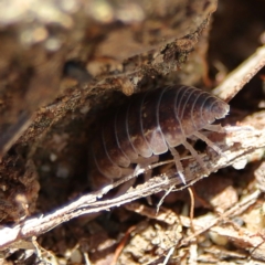 Armadillidium vulgare at Higgins Woodland - 7 Dec 2023 10:12 AM