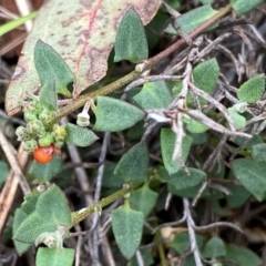 Einadia nutans subsp. nutans (Climbing Saltbush) at Googong, NSW - 10 Dec 2023 by Wandiyali