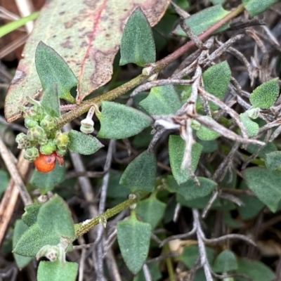 Einadia nutans subsp. nutans (Climbing Saltbush) at Googong, NSW - 10 Dec 2023 by Wandiyali
