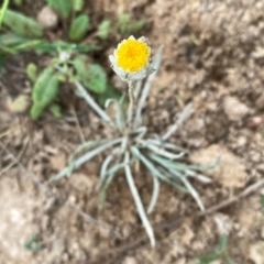 Leucochrysum albicans subsp. tricolor (Hoary Sunray) at Googong, NSW - 10 Dec 2023 by Wandiyali