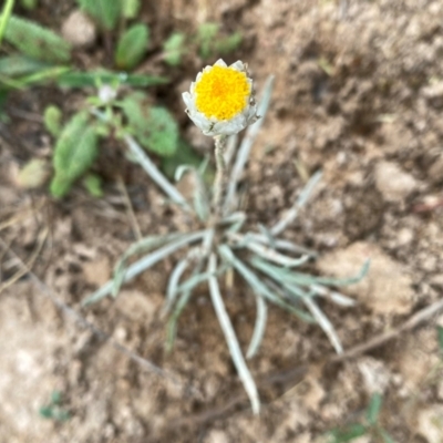 Leucochrysum albicans subsp. tricolor (Hoary Sunray) at Googong, NSW - 10 Dec 2023 by Wandiyali