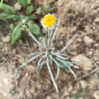 Leucochrysum albicans subsp. tricolor (Hoary Sunray) at Wandiyali-Environa Conservation Area - 10 Dec 2023 by Wandiyali