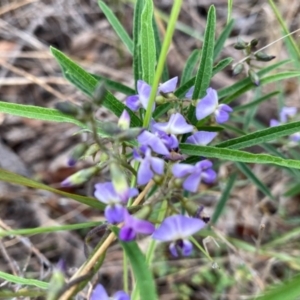 Glycine clandestina at Wandiyali-Environa Conservation Area - 11 Dec 2023