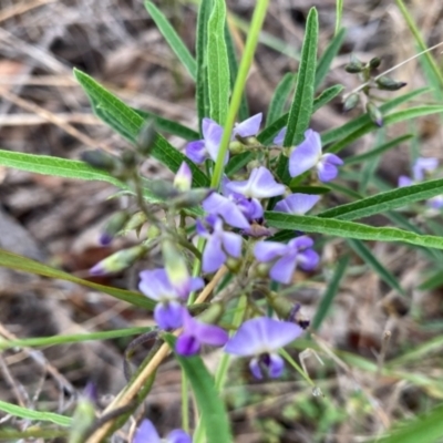 Glycine clandestina (Twining Glycine) at Googong, NSW - 10 Dec 2023 by Wandiyali