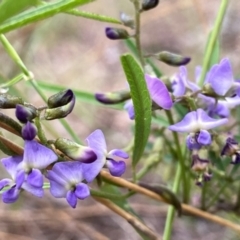 Glycine clandestina at Wandiyali-Environa Conservation Area - suppressed