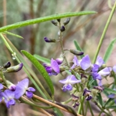 Glycine clandestina at Wandiyali-Environa Conservation Area - 11 Dec 2023