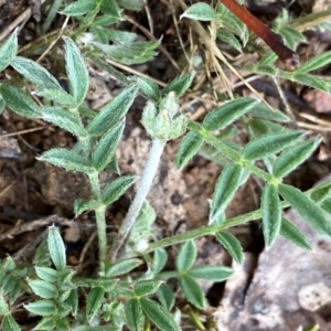 Swainsona sericea at Wandiyali-Environa Conservation Area - suppressed