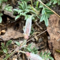 Swainsona sericea at Wandiyali-Environa Conservation Area - suppressed