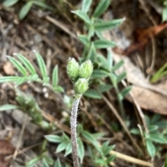 Swainsona sericea at Wandiyali-Environa Conservation Area - suppressed