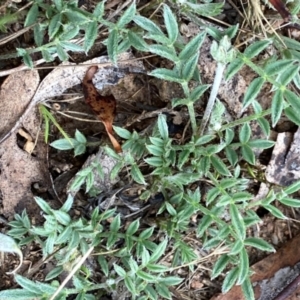 Swainsona sericea at Wandiyali-Environa Conservation Area - suppressed