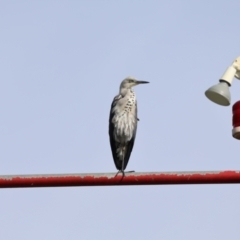 Ardea pacifica (White-necked Heron) at Canberra Airport, ACT - 11 Dec 2023 by millsse