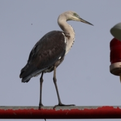 Ardea pacifica at Canberra Airport, ACT - 11 Dec 2023