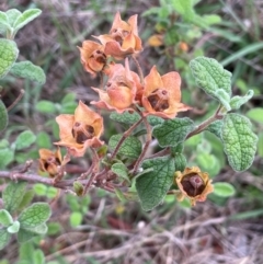 Cistus salviifolius (Sageleaf Rockrose) at Mount Majura - 10 Dec 2023 by JaneR