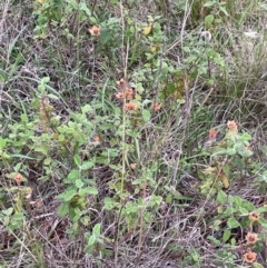 Cistus salviifolius at Mount Majura - 10 Dec 2023 06:58 PM