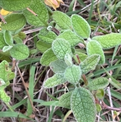 Cistus salviifolius at Mount Majura - 10 Dec 2023